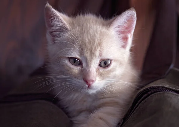 beautiful russian little kitty