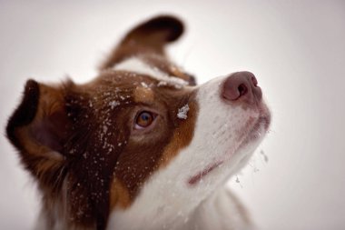 Güzel köpek Avustralya çoban köpeği yürüyüşe
