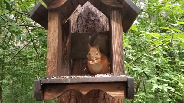 Eichhörnchen Frisst Futterhäuschen — Stockvideo