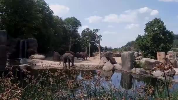 Ung Elefant Zoo Spelar Genom Dammen — Stockvideo