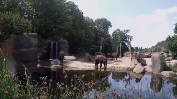 动物园里的一头小象在池塘边玩耍 — 图库视频影像