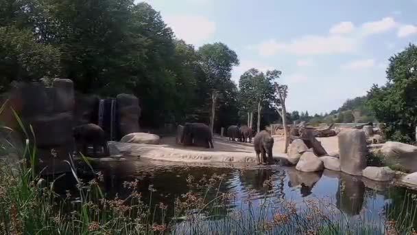 动物园里的一头小象在池塘边玩耍 — 图库视频影像