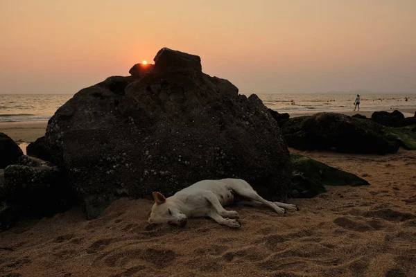 Köpek Gün Batımı Sırasında Tayland Sahilde — Stok fotoğraf