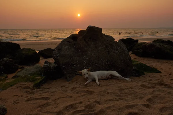 Hund Stranden Thailand Solnedgången — Stockfoto