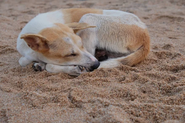 Perro Playa Tailandia — Foto de Stock