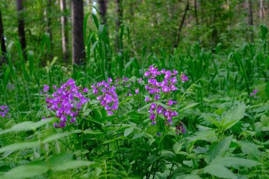 Sibirya yaz aylarında yaprak döken orman. Yeşil ağaçlar