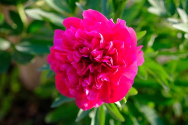 Arka plan için güzel bahçe çiçekleri