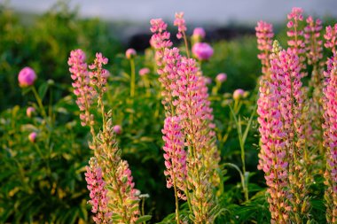 Arka plan için güzel bahçe çiçekleri