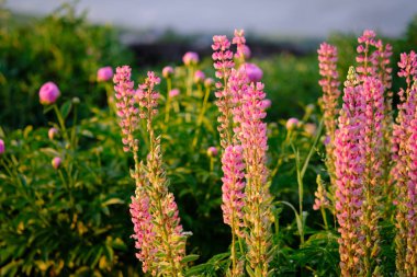 Arka plan için güzel bahçe çiçekleri
