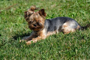 Yorkshire korkunç yeşil çim üzerinde yalan.
