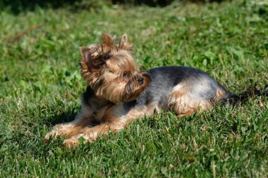 Yorkshire korkunç yeşil çim üzerinde yalan.