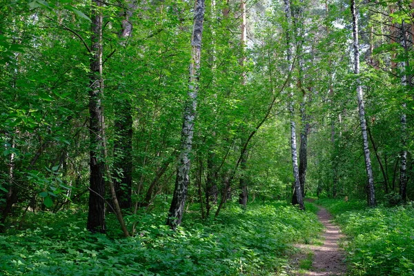 Floresta Decídua Siberiana Verão Árvores Verdes — Fotografia de Stock