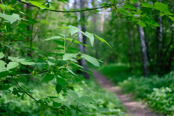Floresta Decídua Siberiana Verão Árvores Verdes — Fotografia de Stock