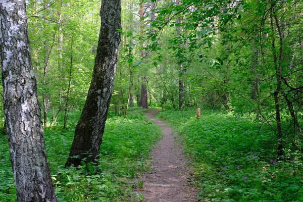 Siberian Deciduous Forest Summer Green Trees — Stock Photo, Image