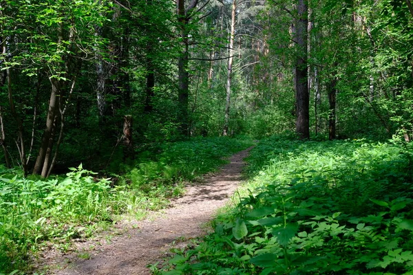 Bosque Caducifolio Siberiano Verano Árboles Verdes —  Fotos de Stock