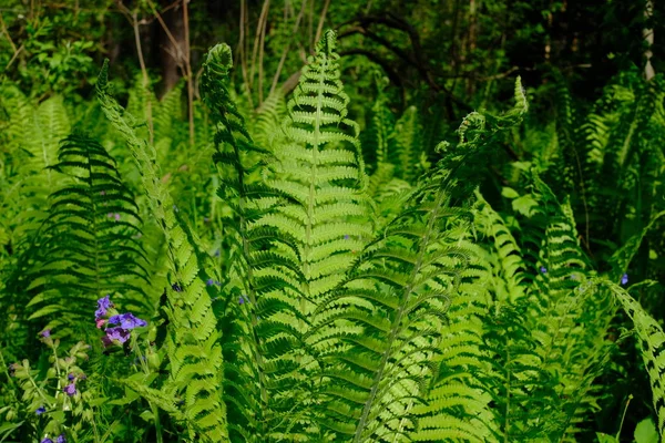 Sibiriska Lövskog Sommar Gröna Träd — Stockfoto