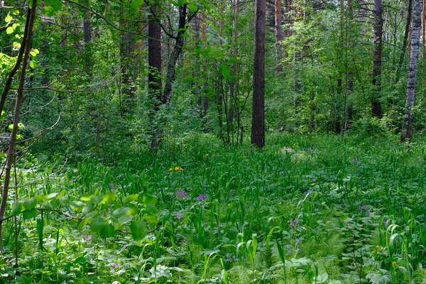 Siberian Deciduous Forest Summer Green Trees — Stock Photo, Image