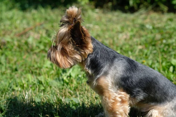 Yorkshire Terrier Leży Zielonej Trawie — Zdjęcie stockowe