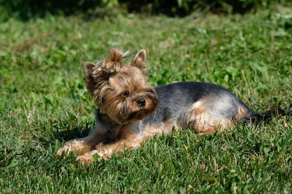 Yorkshire Terrier Liggande Det Gröna Gräset — Stockfoto