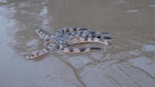 Temps écoulé avec une petite pieuvre au bord de la mer 