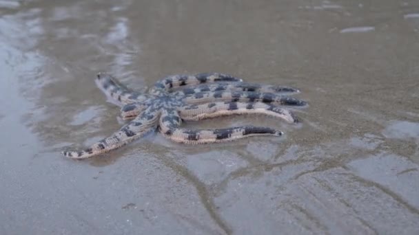 Lapso Tiempo Con Pequeño Pulpo Orilla Del Mar — Vídeos de Stock