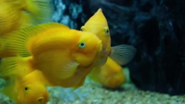 Büyük Goldfish bir akvaryum Yüzme