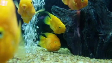 Büyük Goldfish bir akvaryum Yüzme