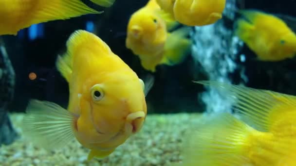 Big Goldfish Swim Aquarium — Stock Video