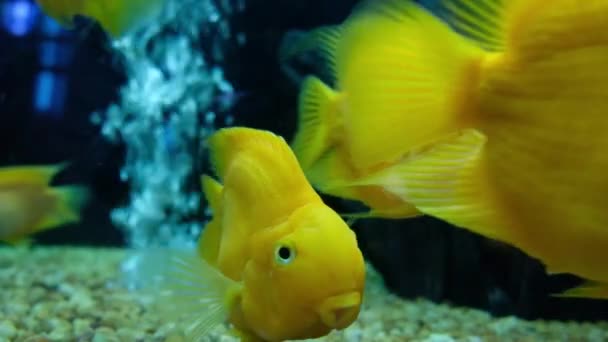 Велика Золота Рибка Плаває Акваріумі — стокове відео