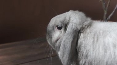 video kamera için poz renkli chinchilla Bunny. 4k video