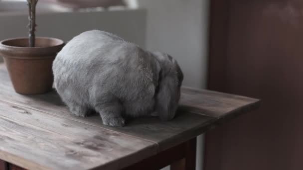 Ein Grauer Chinchilla Hase Posiert Für Den Camcorder Video — Stockvideo