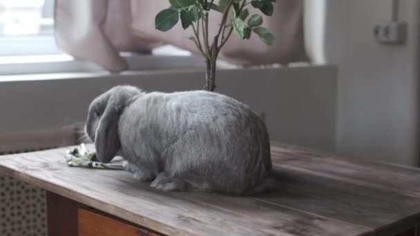 小灰色的金丝雀兔子摆姿势的摄像机 — 图库视频影像