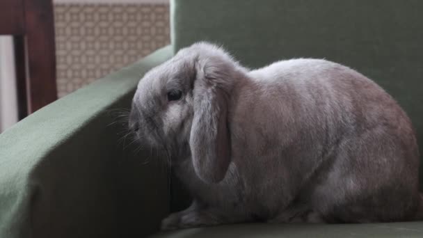小灰色的金丝雀兔子摆姿势的摄像机 — 图库视频影像