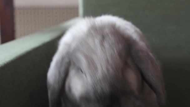 Pequeño Conejito Chinchilla Gris Posando Para Videocámara Vídeo — Vídeo de stock