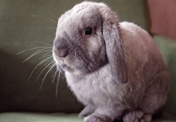 Portrait Gray Chinchilla Rabbit — Stock Photo, Image