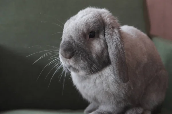 Portrait Gray Chinchilla Rabbit Stock Picture