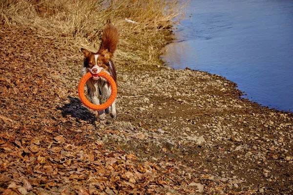 Australian Shepherd Caminata Jugando Con Anillo Rojo Goma — Foto de Stock