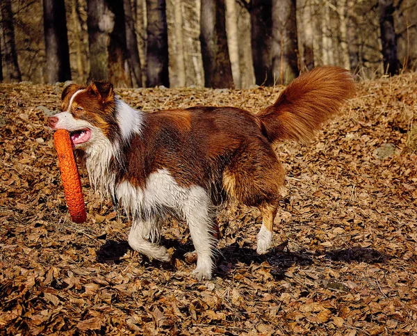 Australian Shepherd Caminata Jugando Con Anillo Rojo Goma — Foto de Stock