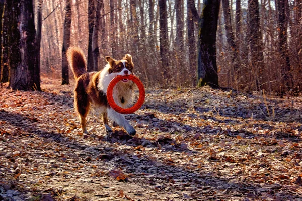 Australian Shepherd Caminata Jugando Con Anillo Rojo Goma — Foto de Stock