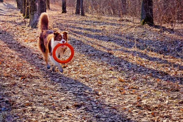 Australian Shepherd Caminata Jugando Con Anillo Rojo Goma — Foto de Stock