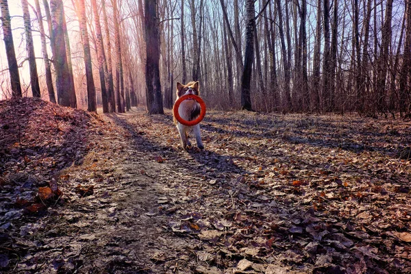 Australian Shepherd Caminata Jugando Con Anillo Rojo Goma — Foto de Stock