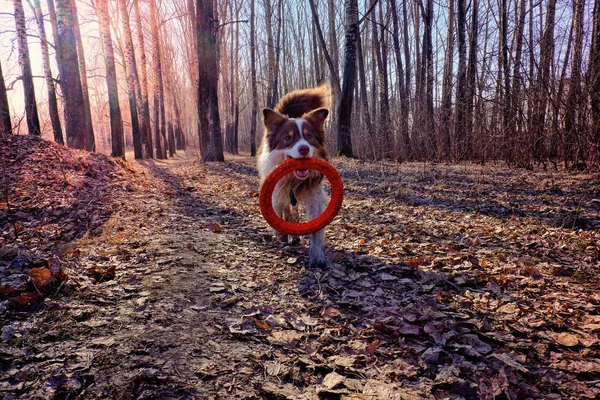 Australian Shepherd Promenad Leka Med Gummi Röd Ring — Stockfoto