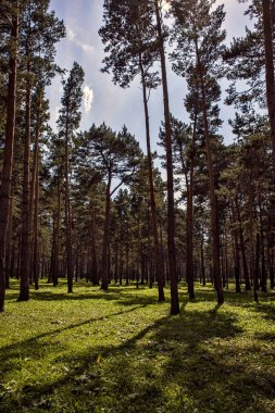 Alanında güzel yaz papatyalar