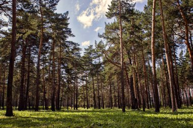 Alanında güzel yaz papatyalar
