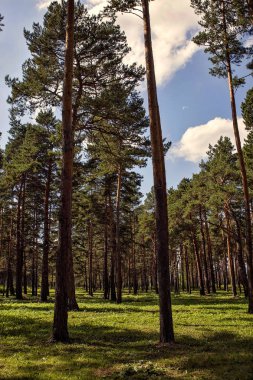 Alanında güzel yaz papatyalar