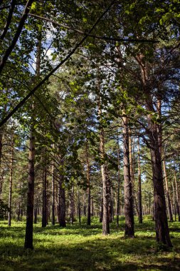 Alanında güzel yaz papatyalar
