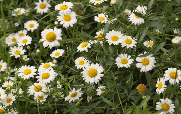 Mooie Zomer Madeliefjes Het Veld — Stockfoto