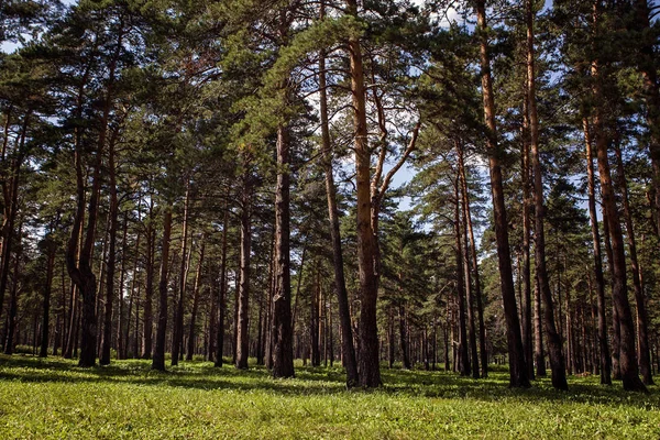 Margaridas Verão Bonitas Campo — Fotografia de Stock