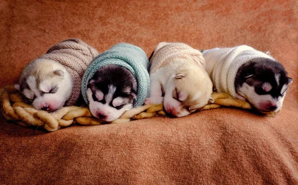 Recién Nacido Siberian Husky Cachorros Disparo Estilo Recién Nacido —  Fotos de Stock