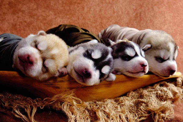 Newborn Siberian Husky Puppies Shot Newborn Style Stock Photo